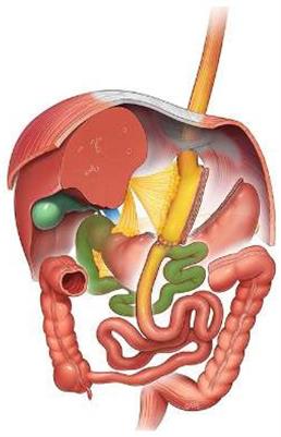 The length of the biliopancreatic limb in one anastomosis gastric bypass